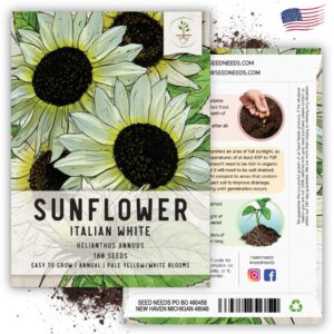 Seed Needs, Italian White Sunflower Seeds - 180 Heirloom Seeds for Planting Helianthus debilis - Light Yellow Blooms to Plant an Outdoor Butterfly Garden, Great for Cut Flowers (1 Pack)