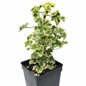 geranium prince rupert variegated, pelargonium hybrid, scented geranium, upright plant or bonsai, pleasing lemony scent, containersize: 3" (2.6x3.5")