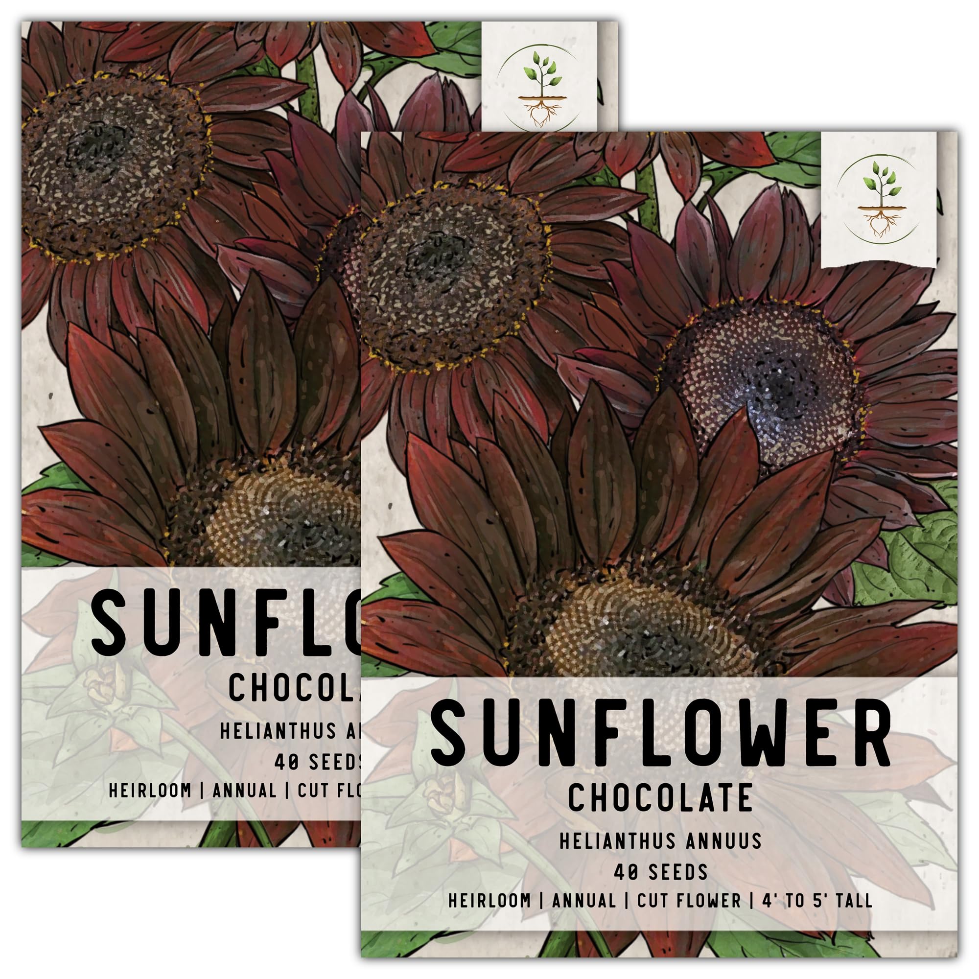 Seed Needs, Chocolate Sunflower Seeds - 40 Heirloom Seeds for Planting Helianthus annuus - Annual Flowers to Plant Outdoors, Attracts Bumblebees and Butterflies, Great as a Cut Flower (2 Packs)