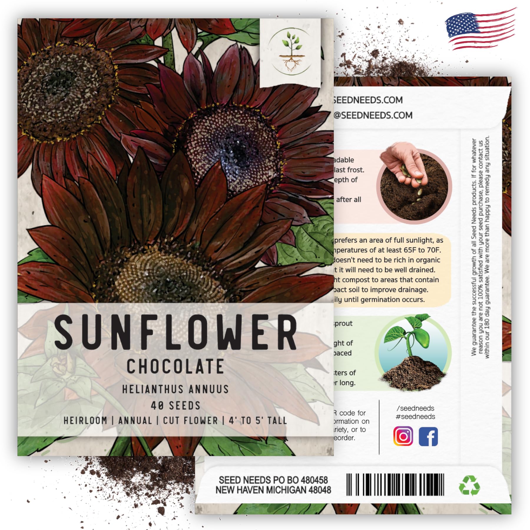 Seed Needs, Chocolate Sunflower Seeds - 40 Heirloom Seeds for Planting Helianthus annuus - Annual Flowers to Plant Outdoors, Attracts Bumblebees and Butterflies, Great as a Cut Flower (2 Packs)