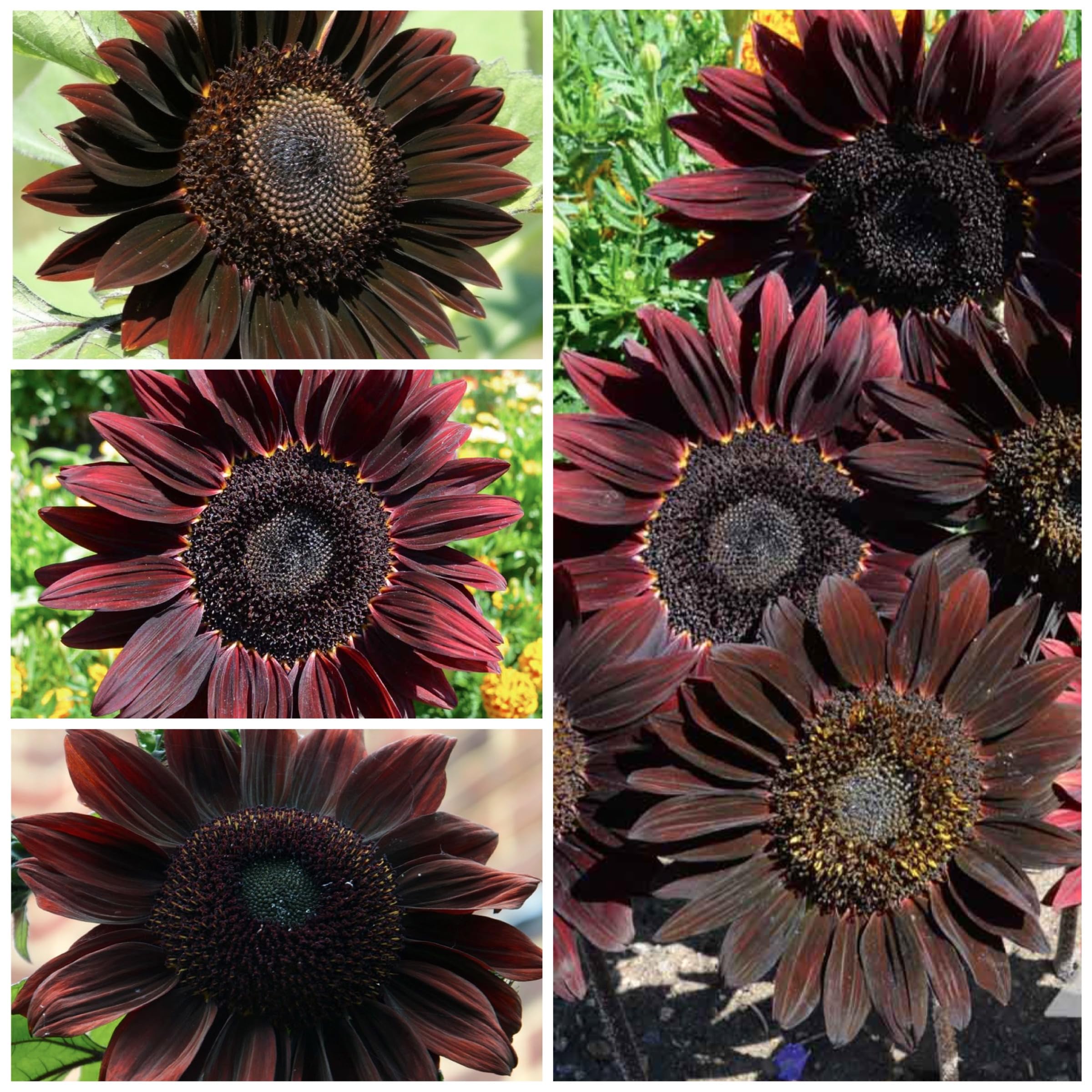 Seed Needs, Chocolate Sunflower Seeds - 40 Heirloom Seeds for Planting Helianthus annuus - Annual Flowers to Plant Outdoors, Attracts Bumblebees and Butterflies, Great as a Cut Flower (2 Packs)