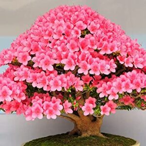 Flowering Bonsai Tree Seeds - Judas Tree (Cercis siliquastrum) | 20 Seeds | Flowering Tree Prized for Bonsai