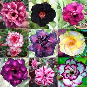 raw watts 30 seeds of desert rose seeds - mixed color adenium obesum seeds to grow - nongmo - drawf plant seeds for planting bonsai