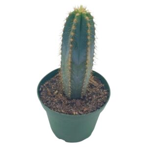 bubbleblooms blue columnar cactus, pilosocereus pachycladus cacti, column blue torch, in a 4 inch pot