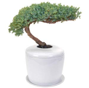 zen chinese juniper bonsai tree - indoor japanese 11''-12'' tall 8-10 years live dwarf with porcelain ceramic cremation pot real plant gift (e5015)