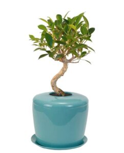 the living urn indoors / patio (celadon blue)