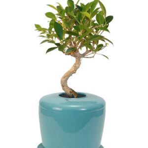 The Living Urn Indoors / Patio (Celadon Blue)