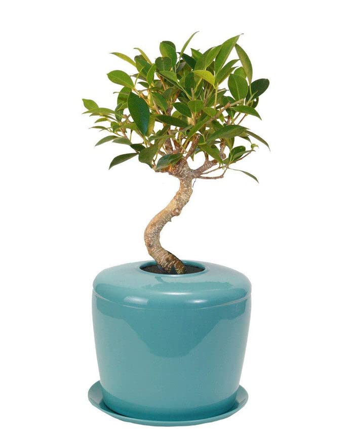 The Living Urn Indoors / Patio (Celadon Blue)