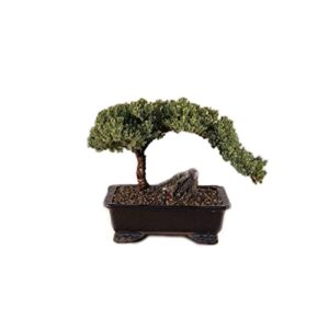 zen chinese juniper bonsai tree - indoor japanese large 11-12inch tall 10 years live dwarf with pot real plant for delivery (l) green a1003