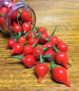 heirloom biquinho red pepper seeds - capsicum chinense var. pimenta - 30 seeds, 1/4 gram - b358