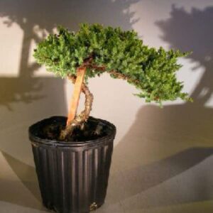 Zen Chinese Juniper Bonsai Tree - Indoor Japanese Pre Bonsai Tree 14inch Tall 6 Years - Live Dwarf Bonsai Juniper Tree Indoor - Real Bonsai Tree Indoor Plant for Delivery and Gift e2243