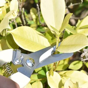 Pruning Shears Garden Scissors, Precision Bud Trimmer, Stainless Steel Blades, Shock-Absorbent Spring for Plant Trimming, Orchid Bark, Weed, Bonsai, Indoor or Outdoor Gardening Trimmer (2PC)