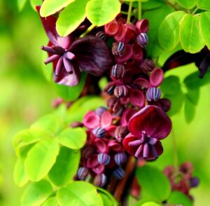20 chocolate vine seeds for planting - akebia quinata, five leaf vine - ships from iowa, usa