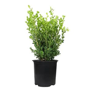 buxus japonica plant (1g), boxwood shrubs live in planters for outdoor plants live evergreen trees live plants, live outdoor plants potted plants live outdoor, live trees live plant by plants for pets