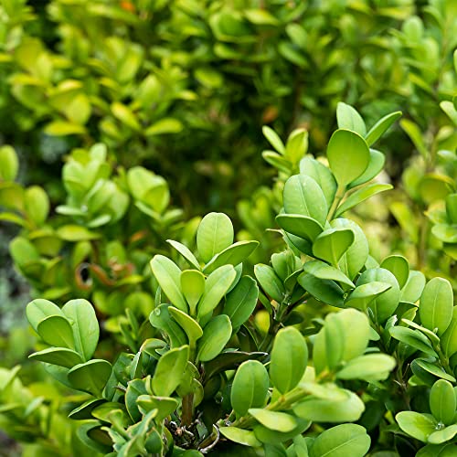 Buxus Japonica Plant (1G), Boxwood Shrubs Live in Planters for Outdoor Plants Live Evergreen Trees Live Plants, Live Outdoor Plants Potted Plants Live Outdoor, Live Trees Live Plant by Plants for Pets