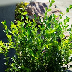 Buxus Japonica Plant (1G), Boxwood Shrubs Live in Planters for Outdoor Plants Live Evergreen Trees Live Plants, Live Outdoor Plants Potted Plants Live Outdoor, Live Trees Live Plant by Plants for Pets
