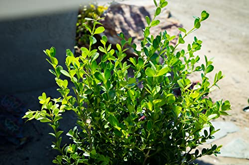 Buxus Japonica Plant (1G), Boxwood Shrubs Live in Planters for Outdoor Plants Live Evergreen Trees Live Plants, Live Outdoor Plants Potted Plants Live Outdoor, Live Trees Live Plant by Plants for Pets