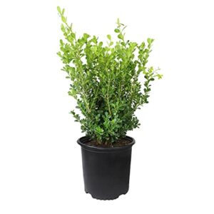 Buxus Japonica Plant (1G), Boxwood Shrubs Live in Planters for Outdoor Plants Live Evergreen Trees Live Plants, Live Outdoor Plants Potted Plants Live Outdoor, Live Trees Live Plant by Plants for Pets