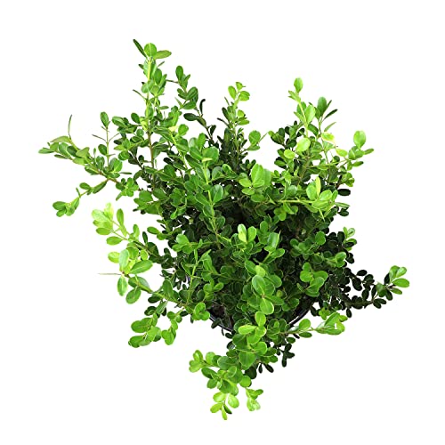 Buxus Japonica Plant (1G), Boxwood Shrubs Live in Planters for Outdoor Plants Live Evergreen Trees Live Plants, Live Outdoor Plants Potted Plants Live Outdoor, Live Trees Live Plant by Plants for Pets