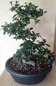 monster fukien tea specimen bonsai tree