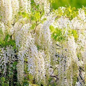 5 White Wisteria Seeds for Planting - Wisteria sinensis Alba - 5 Rare Seeds, Popular for Bonsai