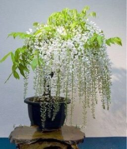5 white wisteria bonsai tree seeds for planting - wisteria sinensis alba - 5 rare seeds, popular for bonsai