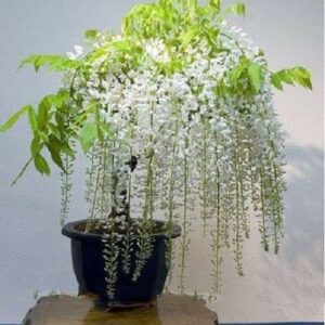 5 White Wisteria Bonsai Tree Seeds for Planting - Wisteria sinensis Alba - 5 Rare Seeds, Popular for Bonsai