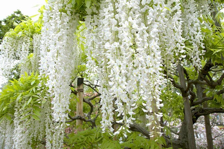 5 White Wisteria Bonsai Tree Seeds for Planting - Wisteria sinensis Alba - 5 Rare Seeds, Popular for Bonsai