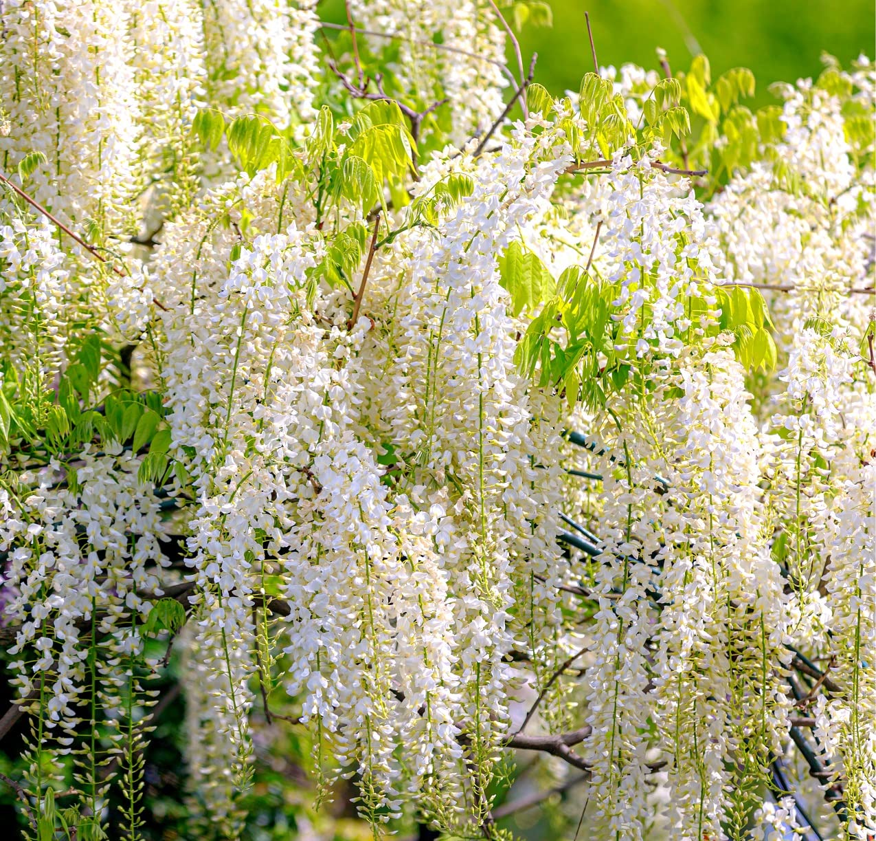 5 White Wisteria Bonsai Tree Seeds for Planting - Wisteria sinensis Alba - 5 Rare Seeds, Popular for Bonsai