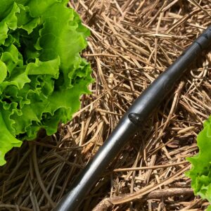 Habitech 1/4" Irrigation Dripline Tubing (100 Ft Roll) - 6" Emitter Spacing - 1/4" Drip Irrigation Fittings Included