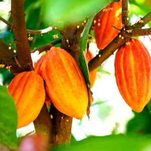 Fresh Cacao Seeds for Planting - Wet Cocoa Seeds - Make Chocolate, Great as Bonsai (4 Seeds)