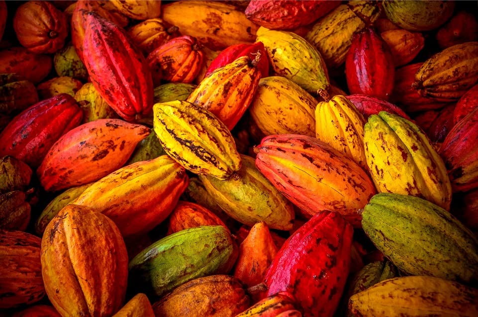 Fresh Cacao Seeds for Planting - Wet Cocoa Seeds - Make Chocolate, Great as Bonsai (4 Seeds)