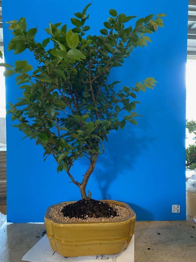 Flowering Jaboticaba Real Bonsai Tree - Eugenia Cauliflora Large 15inch-16inch Tall 23 Years Easiest to Care with Rectangle Container Indoor Plant, Old, 15 16inchTall (c1266)