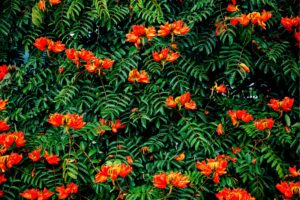 30 african tulip tree seeds -spathodea campanulata - exotic tropical flowering tree - excellent bonsai specimen