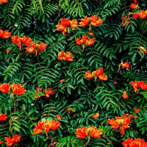 30 African Tulip Tree Seeds -Spathodea campanulata - Exotic Tropical Flowering Tree - Excellent Bonsai Specimen