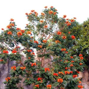 30 African Tulip Tree Seeds -Spathodea campanulata - Exotic Tropical Flowering Tree - Excellent Bonsai Specimen