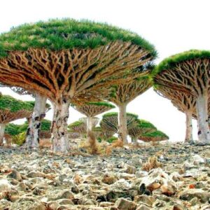 dragon tree seeds to grow - 10 seeds - dracaena draco seeds for planting - exotic tree seeds - indoor bonsai tree