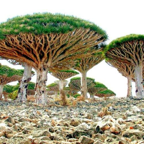 Dragon Tree Seeds to Grow - 10 Seeds - Dracaena Draco Seeds for Planting - Exotic Tree Seeds - Indoor Bonsai Tree