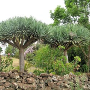 Dragon Tree Seeds to Grow - 10 Seeds - Dracaena Draco Seeds for Planting - Exotic Tree Seeds - Indoor Bonsai Tree