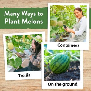 HOME GROWN 5 Melon Fruit Seeds Variety Pack - Watermelon Seeds, Melon Seeds, Cantaloupe, Sugar Baby Watermelon, Honeydew Fruit Seeds for Planting Home Garden - Non GMO Heirloom Seeds for Planting