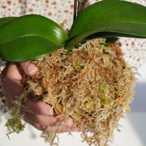 Kapecute Sphagnum Moss 34QT Perfect for Plant Propagation, Great Orchid Potting Mix, Help with Maintain Humidity, 10oz