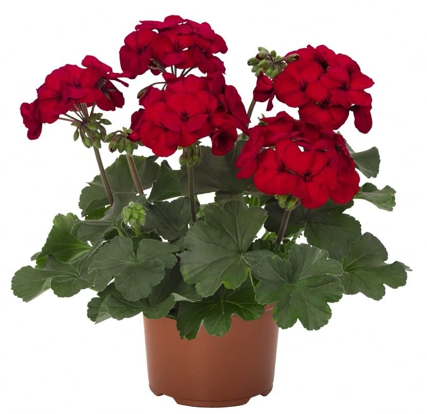 ATVADA Geranium Seeds 50Pcs for Planting Red Scented Ivy Leaf Perennial Flower Hardy Martha Washington Indoor Maverick