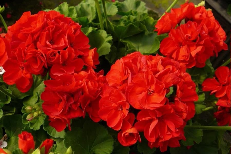 ATVADA Geranium Seeds 50Pcs for Planting Red Scented Ivy Leaf Perennial Flower Hardy Martha Washington Indoor Maverick