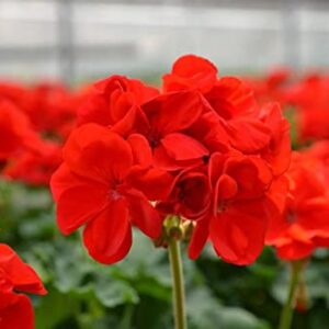 ATVADA Geranium Seeds 50Pcs for Planting Red Scented Ivy Leaf Perennial Flower Hardy Martha Washington Indoor Maverick