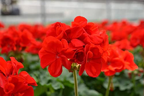 ATVADA Geranium Seeds 50Pcs for Planting Red Scented Ivy Leaf Perennial Flower Hardy Martha Washington Indoor Maverick