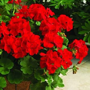 ATVADA Geranium Seeds 50Pcs for Planting Red Scented Ivy Leaf Perennial Flower Hardy Martha Washington Indoor Maverick