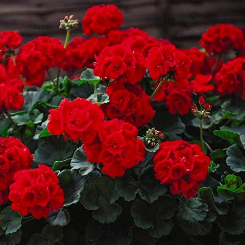 ATVADA Geranium Seeds 50Pcs for Planting Red Scented Ivy Leaf Perennial Flower Hardy Martha Washington Indoor Maverick