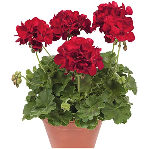 ATVADA Geranium Seeds 50Pcs for Planting Red Scented Ivy Leaf Perennial Flower Hardy Martha Washington Indoor Maverick