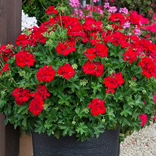 ATVADA Geranium Seeds 50Pcs for Planting Red Scented Ivy Leaf Perennial Flower Hardy Martha Washington Indoor Maverick