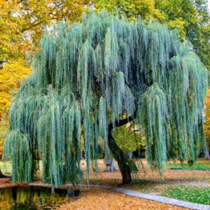 Weeping Willow Tree Cuttings to Plant - Fast Growing Trees - Beautiful Arching Canopy - Popular asBonsai (4 Weeping Willows)